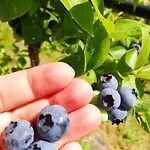 Vignarello ファームステイ *