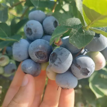 Vignarello Фермерский дом