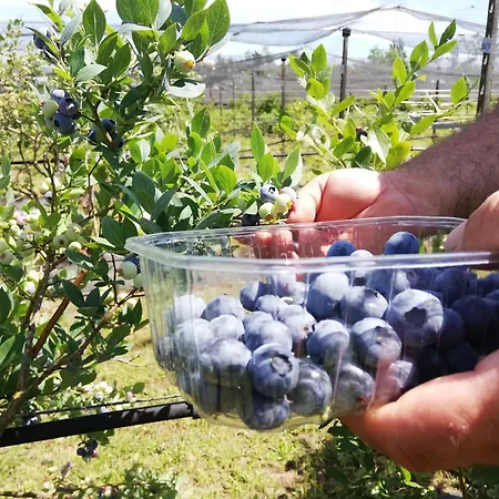 Vignarello Farma Tornaco