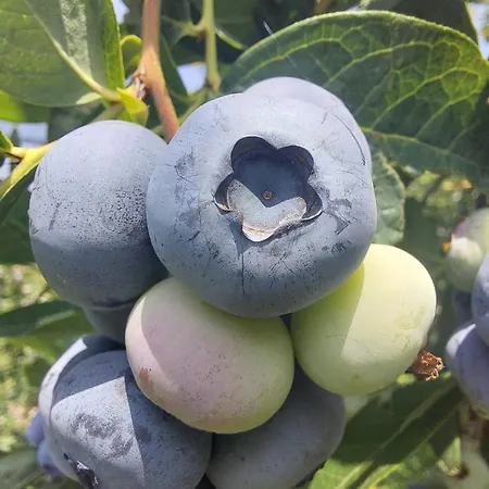 Vignarello Tornaco