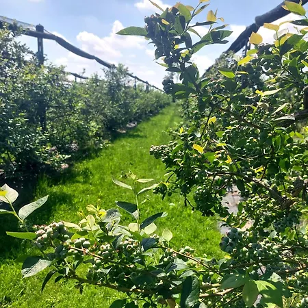 Farmház Vignarello