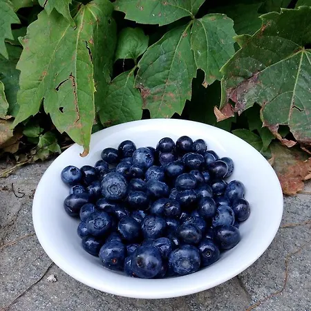 Vignarello *