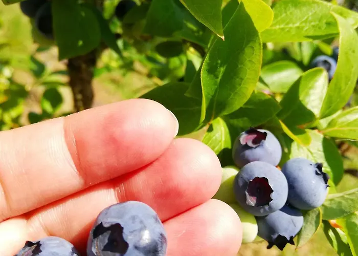 Vignarello Gospodarstwo agroturystyczne *