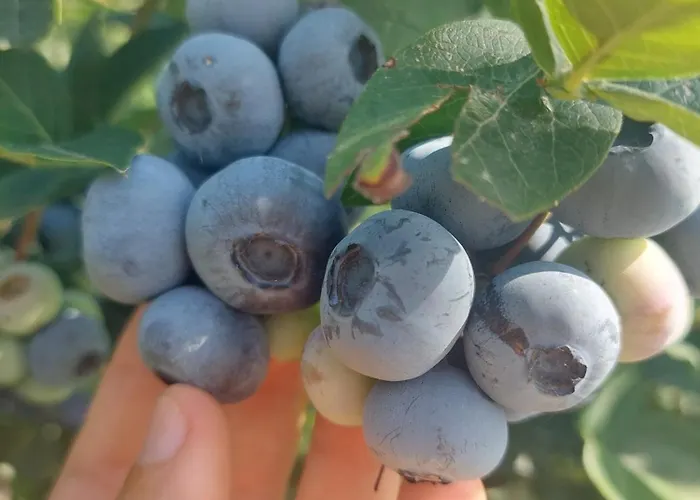 Vignarello Vakantieboerderij