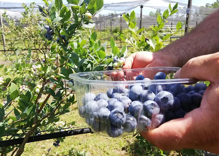 Vignarello Vakantieboerderij Tornaco