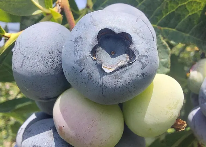 Vignarello Tornaco