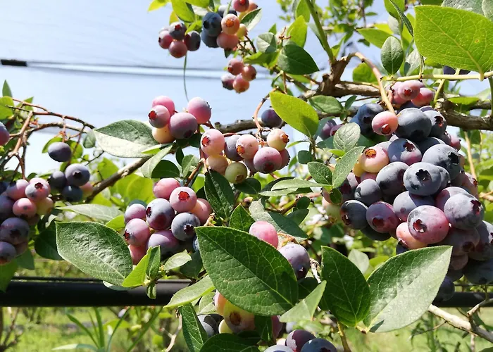 Vignarello Vakantieboerderij