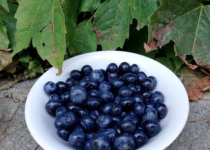 Vignarello *