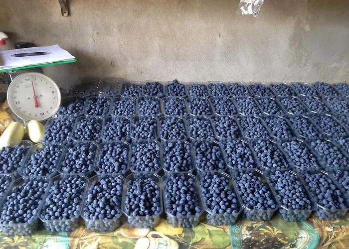 Vignarello Gospodarstwo agroturystyczne *