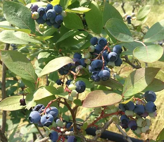 Vakantieboerderij Vignarello *